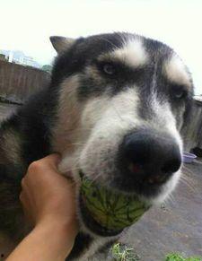 吃瓜本瓜是什么意思,网络流行语的趣味解读