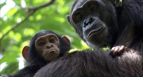 吃哈密瓜像猩猩,吃瓜群众变身“猩猩”奇遇记