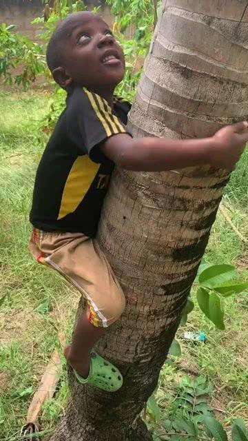 爬到树上吃瓜视频,揭秘爬树吃瓜的独特视角