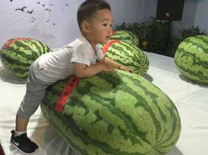 定西吃瓜事件,一场引发社会关注的网络风波