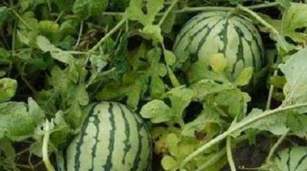 路边摘瓜吃,路边摘瓜吃,体验地道乡村风情