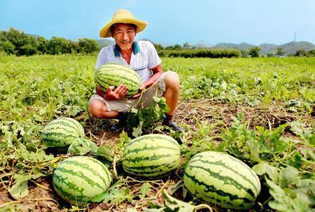 路边摘瓜吃,路边摘瓜吃,体验地道乡村风情