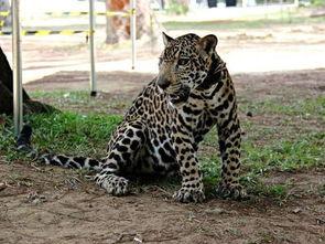 吃瓜小豹,吃瓜小豹带你揭秘娱乐圈那些事儿