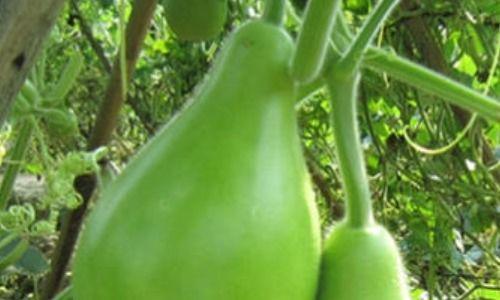 瓠瓜兔子吃,探寻田园风味与自然和谐