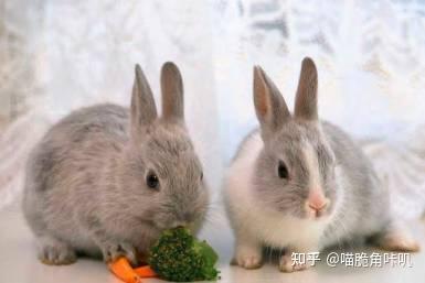 瓠瓜兔子吃,探寻田园风味与自然和谐