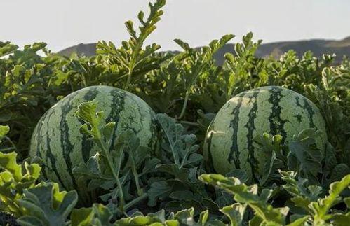 网红吃瓜cn,揭秘娱乐圈幕后真相