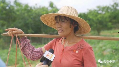 吃瓜群众白石,揭秘娱乐圈背后的故事