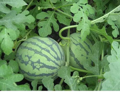 吃瓜群的吃瓜内容怎么写,一场场热议背后的娱乐风云