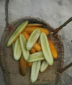 大妈吃瓜素菜,品味素菜生活新风尚