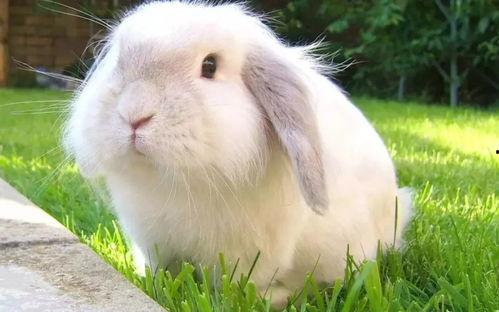 兔鸟兰博吃瓜,一场吃瓜界的狂欢盛宴