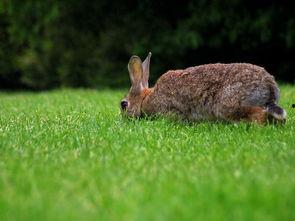 兔鸟兰博吃瓜,一场吃瓜界的狂欢盛宴