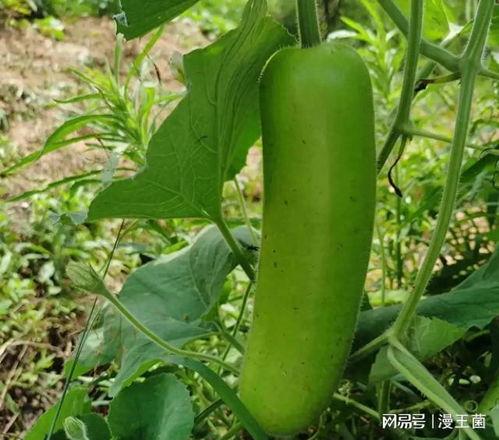 瓠瓜哪地方吃,从产地到餐桌的味蕾之旅