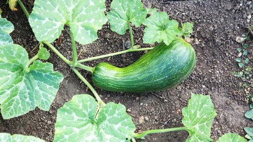 瓠瓜哪地方吃,从产地到餐桌的味蕾之旅