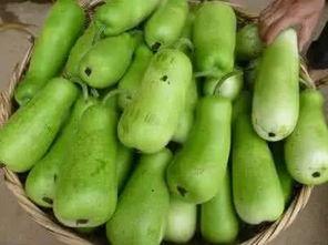 尿酸高吃葫芦瓜,天然降酸美食推荐