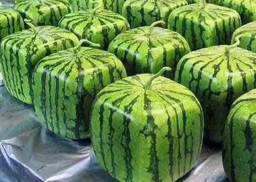 吃瓜群来源,网络社交的趣味与争议