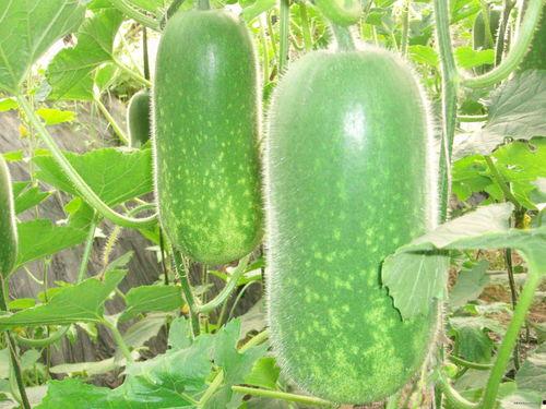 吃瓜可化痰,巧用天然食材化痰止咳