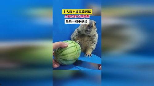 土拨鼠吃不吃瓜,揭秘它们对瓜的偏好之谜
