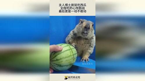 土拨鼠吃不吃瓜,揭秘它们对瓜的偏好之谜
