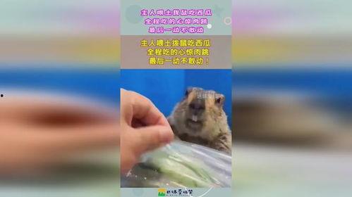 土拨鼠吃不吃瓜,揭秘它们对瓜的偏好之谜